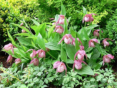 Cypripedium Michael, group