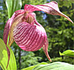 Cypripedium Michael