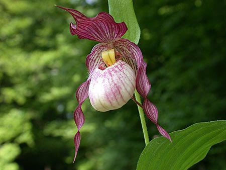 Cypripedium Maria, Blüte