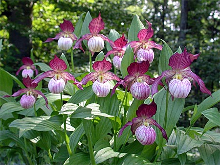 Cypripedium Maria, Horst