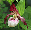 Cypripedium Maria