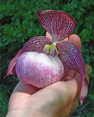 Cypripedium Monto, flower size