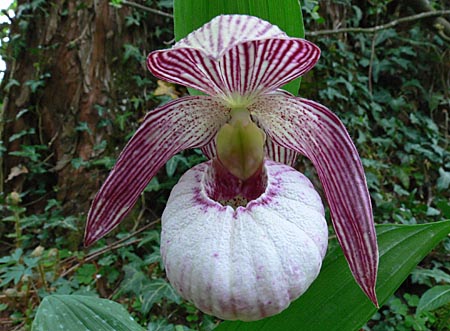 Cypripedium Monto, Blüte