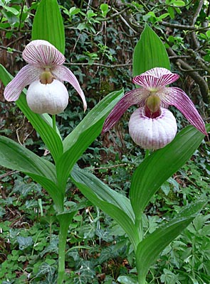 Cypripedium Monto, group Cypripedium Monto, group