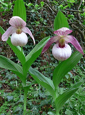 Cypripedium Monto, group