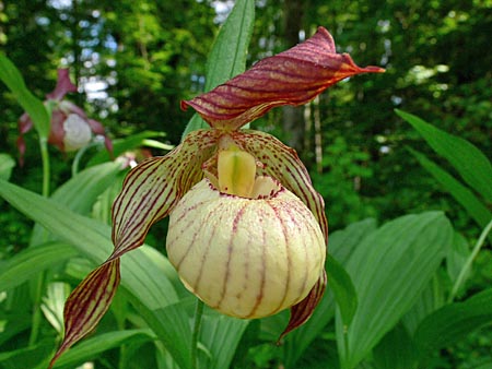 Cypripedium Paul, flower