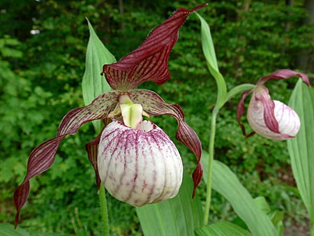 Cypripedium Paul, Blüte