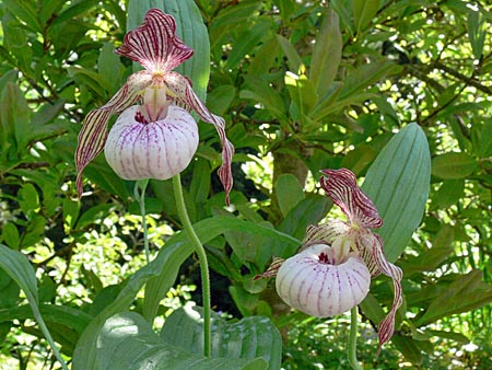 Cypripedium Paul, Horst