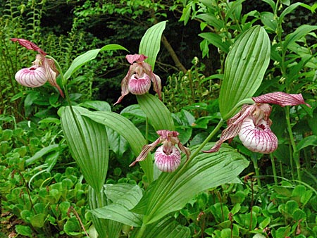 Cypripedium Paul, Horst