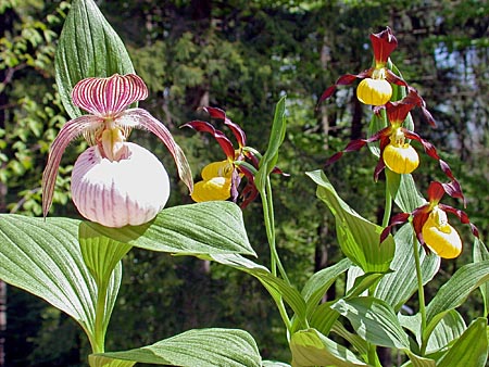 Cypripedium Sabine und calceolus, Blüten