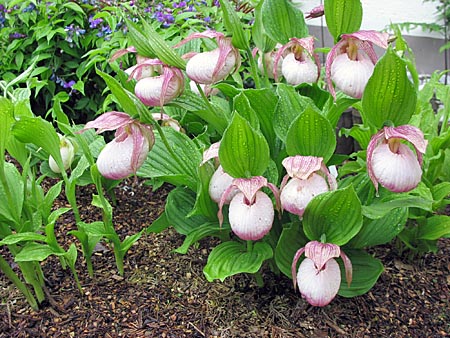 Cypripedium Sabine, clump