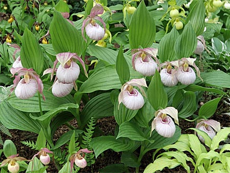 Cypripedium Sabine, clump Cypripedium Sabine, clump