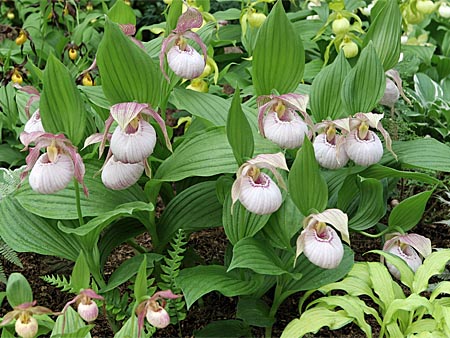 Cypripedium Sabine, clump