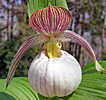 Cypripedium Sabine Cypripedium Sabine