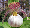 Cypripedium Sabine