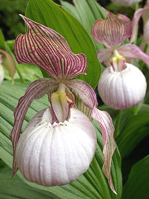 Cypripedium Sabine, Blüte