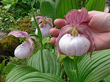 Cypripedium Sabine, flower