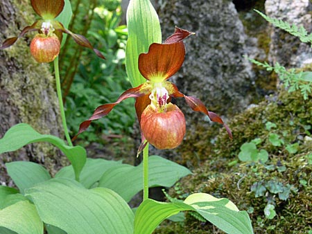 Cypripedium Schoko, Blüte