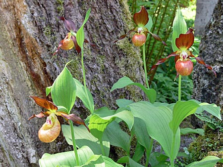 Cypripedium Schoko, Horst