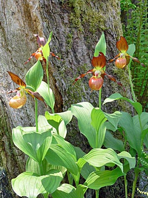 Cypripedium Schoko, clump