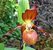 Cypripedium Schoko