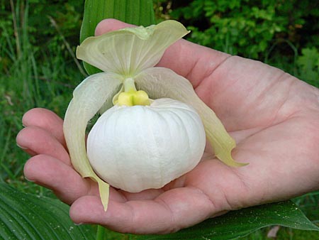 Cypripedium Sabine Pastell, Blütengröße