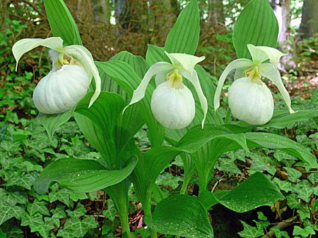 Cypripedium Sabine Pastel, clump Cypripedium Sabine Pastel, clump