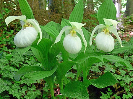 Cypripedium Sabine Pastell, Horst