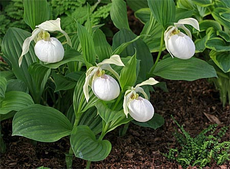 Cypripedium Sabine Pastel, clump Cypripedium Sabine Pastel, clump