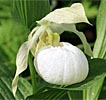 Cypripedium Sabine Pastell