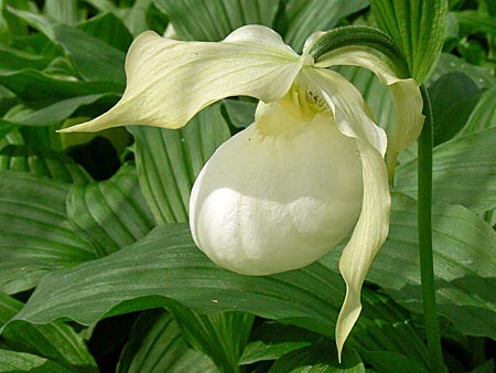 Cypripedium Sabine Pastell, Blüte