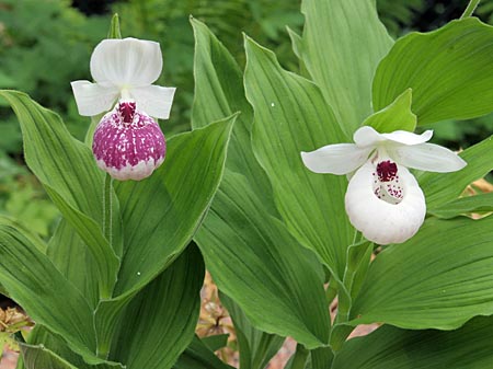 Cypripedium Ulla Silkens, Blüten