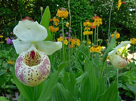 Cypripedium Ulla Silkens, Blüte