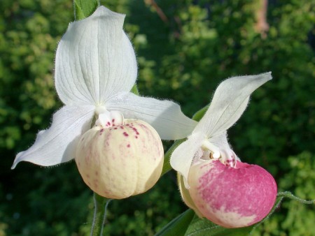 Cypripedium Ulla Silkens, twin flowers