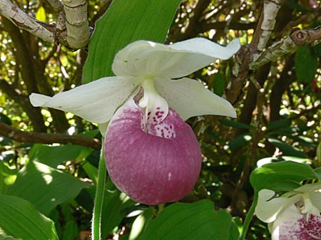 Cypripedium Ulla Silkens, Blüte