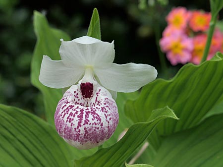 Cypripedium Ulla Silkens, Blüte