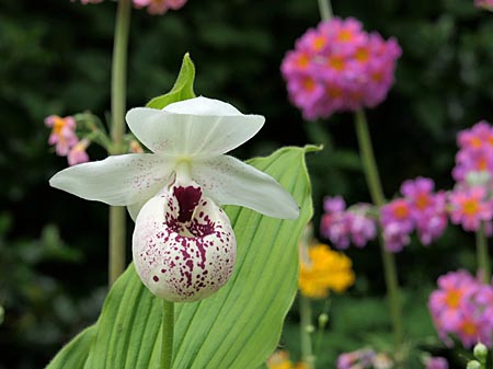 Cypripedium Ulla Silkens, flower