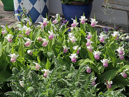 Cypripedium Ulla Silkens, group