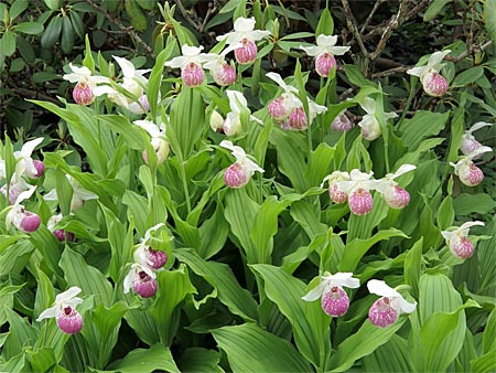 Cypripedium Ulla Silkens, group