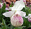 Cypripedium Ulla Silkens