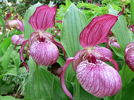 Cypripedium Ventricosum, Blüte