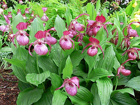 Cypripedium Ventricosum, clump