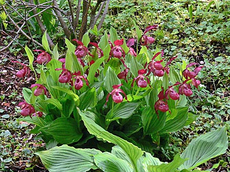 Cypripedium Ventricosum, Horst