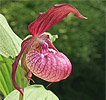 Cypripedium Ventricosum