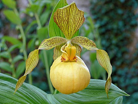 Cypripedium Victoria, Blüte