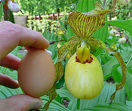 Cypripedium Victoria, flower size