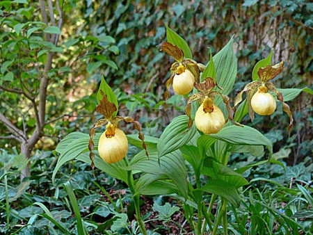 Cypripedium Victoria, clump