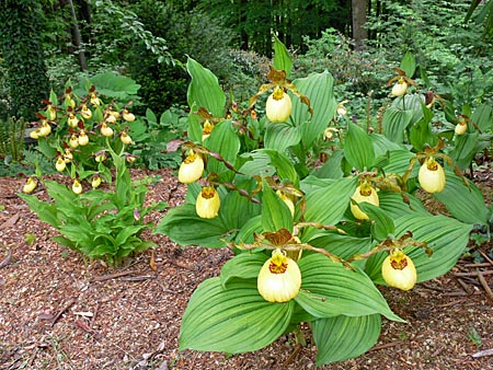 Cypripedium Victoria, clump