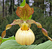 Cypripedium Victoria